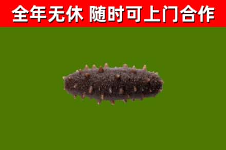 如皋回收海参干